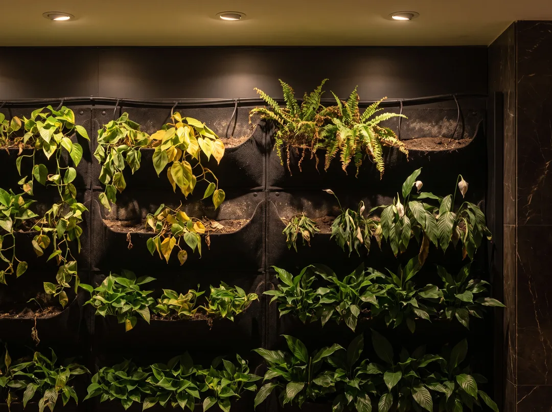 A section of an indoor living wall in a dim lobby, its top rows dry, with yellowing, drooping leaves and empty pockets above healthy green rows.