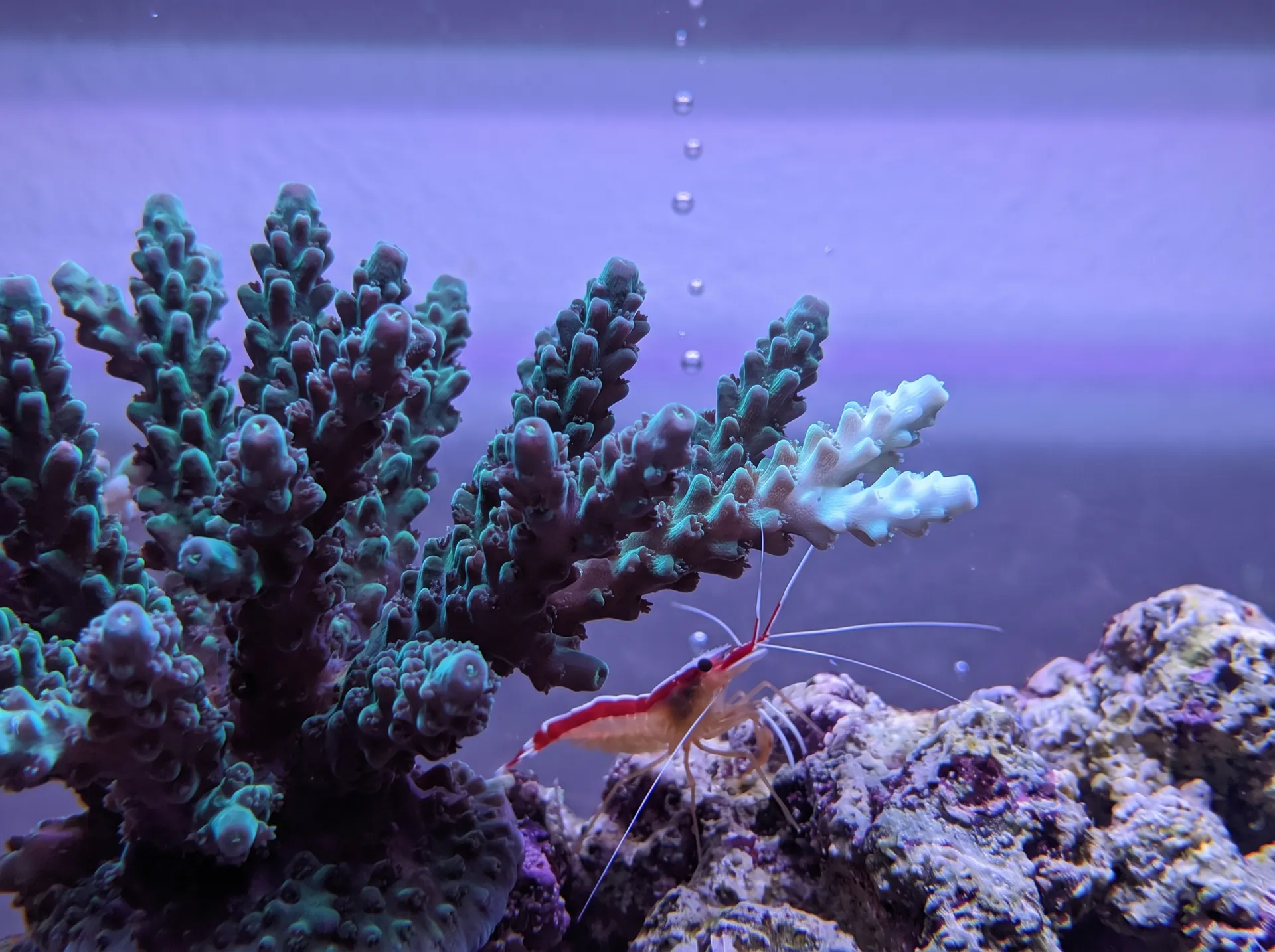 A branching coral colony in blue-violet aquarium light, most of it teal and purple, with the tips of two branches on the right turned pale; a red-and-white cleaner shrimp stands on the rock below.