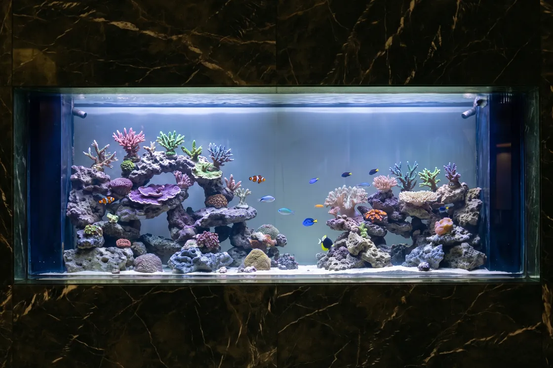 The same marble-framed aquarium after the work: the rock rebuilt into an open arch on the left and an island on the right, covered with pink, green, purple and cream corals, under crisp white-blue light, with clownfish and tangs swimming between.