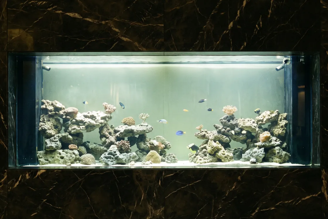 A wide saltwater aquarium set into a dark veined marble wall before the work: low, plain stacks of grey rock with a few small corals, a handful of fish, and dim, greenish-yellow light in the water.